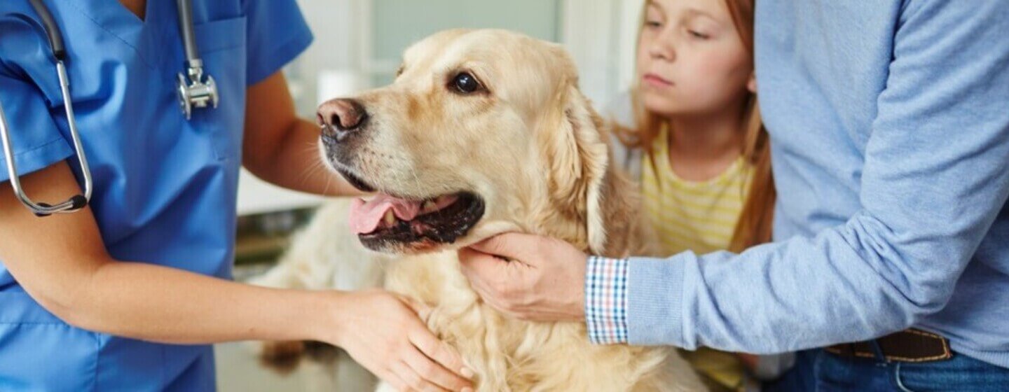 Schwangerschaft hund dauer Läufigkeit beim